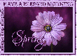 HAVE A BLESSED MORNING.. SPRING, FLOWER, PURPLE, TEXT