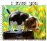 I miss you, ANIMALS, NATURE, TEXT