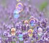 Purple flowers & bubbles