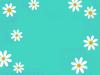 BACKGROUND, TEAL, DAISIES, FLOWERS