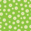 Lime background with Daisies