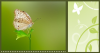 GREEN BACKGROUND WITH BUTTERFLY & SIDE PANEL WITH VINES