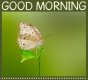 GOOD MORNING, ANIMALS, BUTTERFLY, TEXT