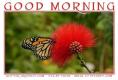 GOOD MORNING, BUTTERFLY, NATURE, TEXT