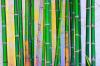 BAMBOO BACKGROUND, GREEN, NATURE