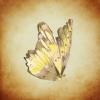Yellow Butterfly on tan background