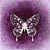Butterfly on magenta background