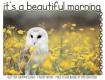 it's a beautiful morning, OWL, FLOWERS, NATURE, TEXT