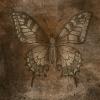 Old Fashioned Brown Wallpapers with Large Butterfly