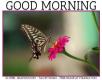 GOOD MORNING, FLOWER, BUTTERFLY, TEXT