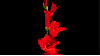 red gladiola