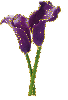 purple callas