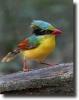 multicolor bird