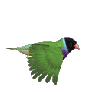 color bird