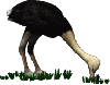 ostrich eating