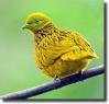 yellow fruit pigeon