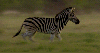 zebra  running