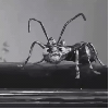 monster ant scaring woman