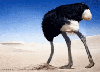 ostrich with it's head stuck underground
