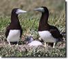 Brown booby â€“ Sula leucogaster
