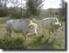 albino bulls