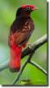 Guianan Red Cotinga (Phoenicircus carnifex