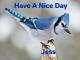 Nice Day Blue Jay