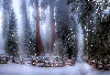 Winter Scene ~ Background