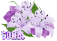 Sonia - flowers