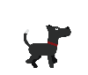 black dog