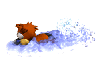 beaver swimming