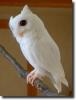 albino owl