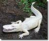 albino crocodile