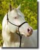 albino horse