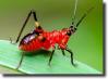 red grasshopper