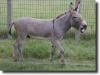 grey donkey