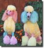color poodles