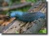 blue slug