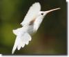 albino hummingbird