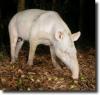 albino tapir