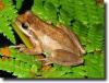 brown tree frog