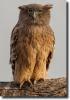 brown fishing owl