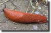 orange slug