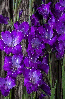 purple gladiolas