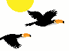 black toucans