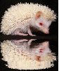 albino hedgehog