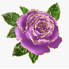 purple rosa