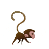 going monkey