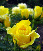 yellow roses in rain