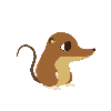brown shrew
